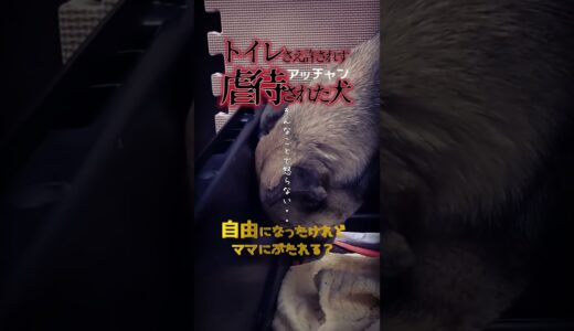 トイレも許されず虐待された犬の末路「ママにぶたれる？」飼い主が恐怖でしかない