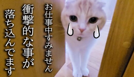 子猫が大変なものを目撃して落ち込んで知らせにきました…