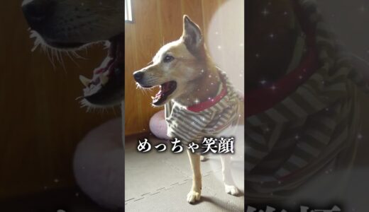 着替え途中に放置されてしまった犬の末路...#shorts