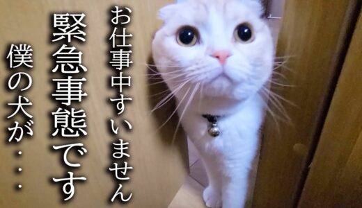 体調不良3日目　子猫がハスキー犬の異変に気づき知らせに来ました...