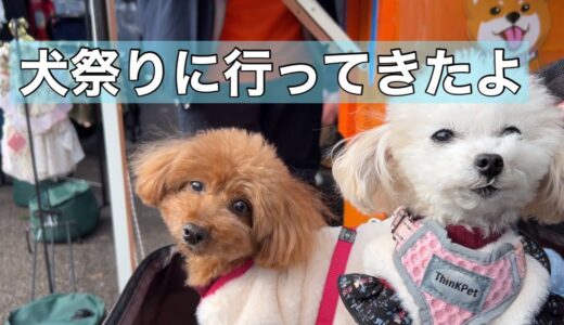 犬祭り in ぎふ清流里山公園に行ってきた