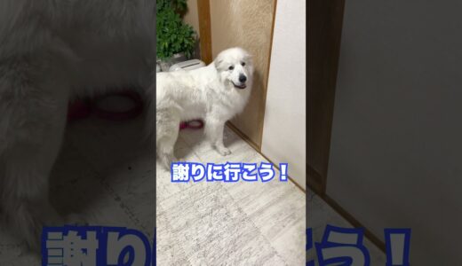 祖父がいじけたので謝りに行った超大型犬が可愛いw #shorts