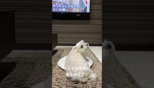 #shorts  テレビを真剣に観る犬に声を掛けてみた🐶【マルチーズ】