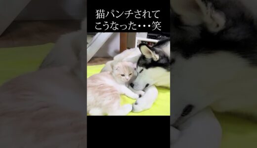 可愛い猫パンチされた犬がこうなった…#猫 #shorts