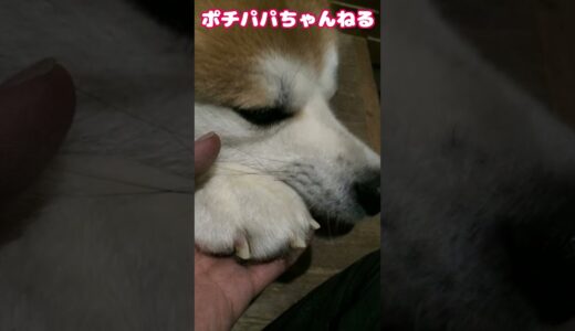 秋田犬アキラ 恐怖の爪切り　#Shorts