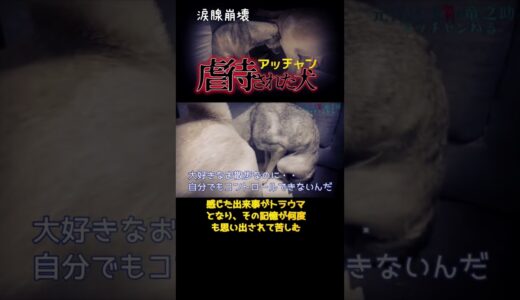 絶対に虐待した人は後悔する。先住犬の健気な優しさに救われた瞬間に涙#shorts