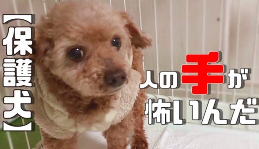 まだ怖いことがたくさんある保護犬、家庭犬になるために必要なこと「vol 290」