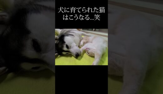 体調不良の犬を看病する猫がこちら...#猫 #犬