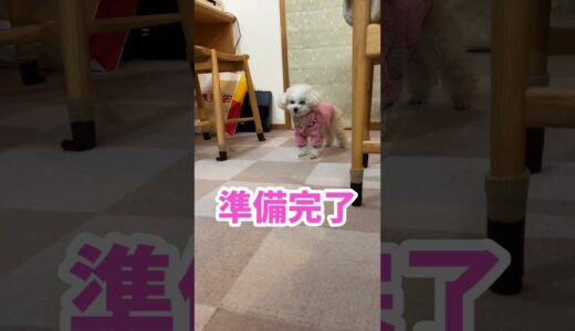 食い意地の張った犬の習慣 #shorts