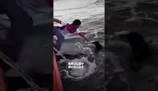 【ビックリ】海の真ん中で犬を見つけた