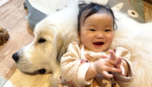 【仲良し】大好きな妹にベッドにされてデレデレしちゃう超大型犬が可愛すぎるw｜グレートピレニーズ