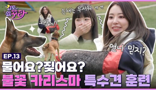 [SUB] 역대급 쫄보 케미?! 사쿠라X은채 특수견 훈련 도전!🐶🔥 [겁도 없꾸라] EP.13