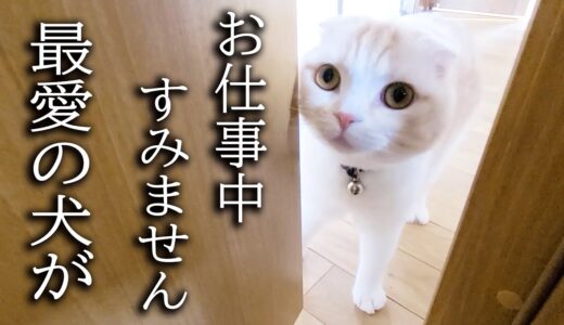 最愛の犬のピンチを秒で知らせにきた子猫とハスキー犬がこちら...