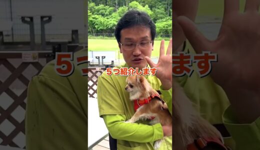 【獣医師が教える】意外と知らない頭の良い犬種TOP5