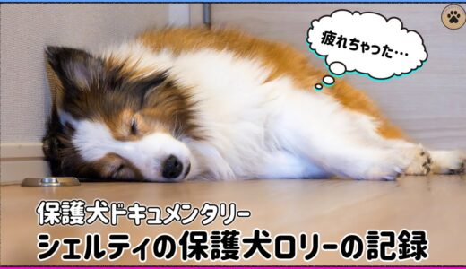 不安でいっぱいの保護犬ロリーがうちに来た日に密着【保護犬ドキュメンタリー】