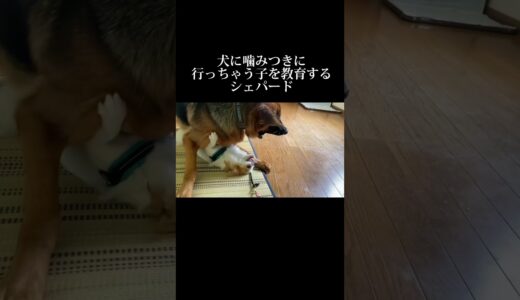 頼りになる相棒 #shorts #シェパード #犬