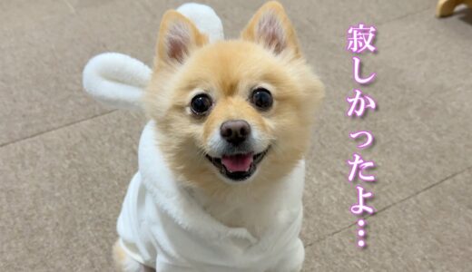 久しぶりに飼い主と再会した愛犬の反応が感動的でした…