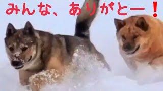 2歳と1ヶ月の野犬の子・大雪、犬生で二度目の散歩は、嬉しくて飛んでいます🐺💨😆