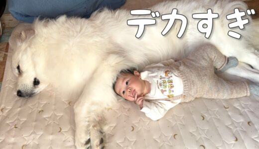 【デカっ！】生後8ヶ月の妹にベッドにされても怒らない超大型犬が優しいw｜グレートピレニーズ