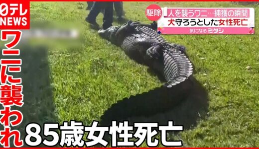 【アメリカ】散歩中の犬を守ろうとし…ワニに襲われ女性が死亡　フロリダ州