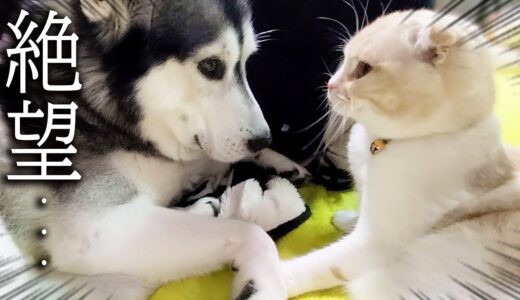 大好きな子猫に怒られてテンションが100→0に絶望するハスキー犬がこちら...