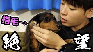 毛のカットが怖すぎる犬くんが可愛い【絶望】