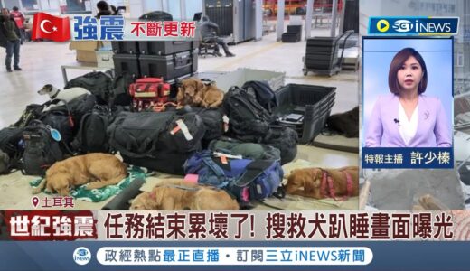 墨西哥搜救犬殉職! 隊員辦追思會感謝貢獻 搜救犬們任務結束 累壞