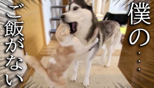 こっそり子猫のご飯を食べちゃって怒られたハスキー犬がこちら...