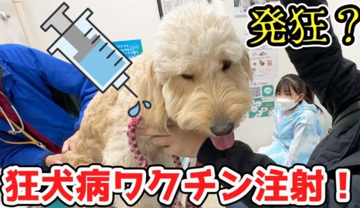 発狂？無反応？犬3匹狂犬病ワクチン予防接種したらどんなリアクション？【VLOG】- はねまりチャンネル