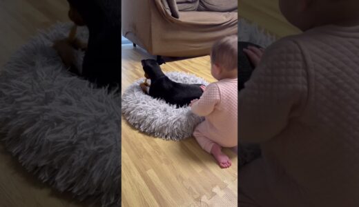 しつこい赤ちゃんにキレる犬【ミニピン】 #shorts #dog #cute #baby