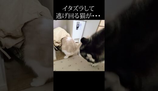 イタズラして逃げ回る猫が犬に捕まった瞬間...笑#shorts