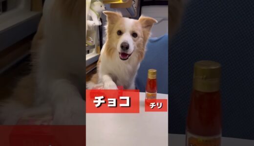 右左どっち？犬の選んだ食材をライスペーパーで包んだら..意外な組み合わせだった!!【ボーダーコリー】#shorts