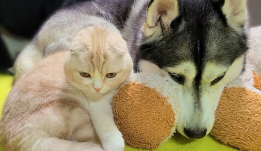 急遽、子猫と犬達を置いて実家に帰らなければいけなくなりました…