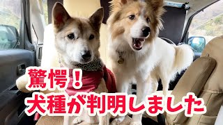 DNA検査で分かった愛犬の犬種結果に驚きを隠せません🫢