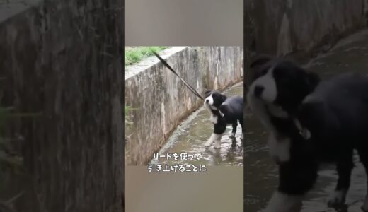 我が子を助ける賢い母犬 ＃shorts