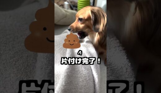 犬が食糞をする理由が賢すぎた。 #shorts