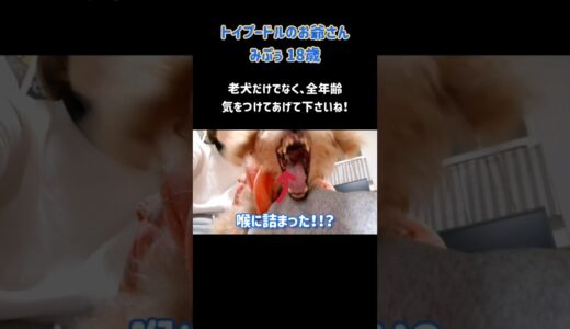 【老犬が要注意な食べ物歯磨きガム】全年齢のワンちゃん注意して！ #トイプードル老犬