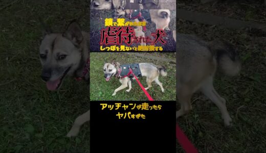 4年虐待された犬の走る姿に感動