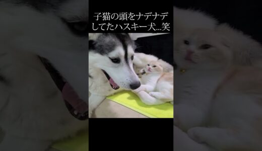 びっくり子猫の頭をなでてた犬がこちら...笑#shorts