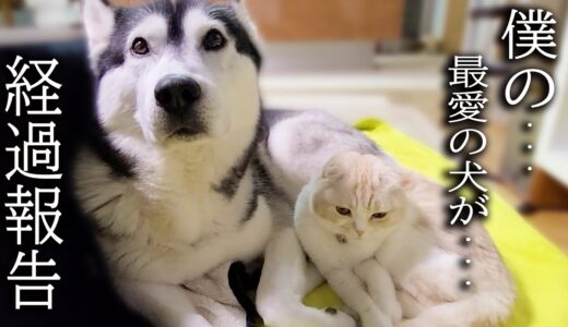 体調不良2日目 ハスキー犬を心配して一日中看病する子猫がこちら