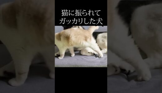 猫に振られて絶望したハスキー犬がこちら...#猫 #スコティッシュフォールド