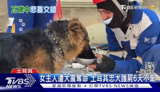 忠犬瓦礫下護主伴屍6天 嬰被震出窗外與母重逢｜TVBS新聞 @TVBSNEWS01