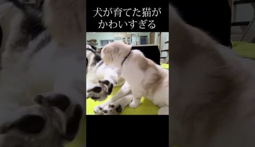 大好きな犬が離れたらこうなる猫#shorts