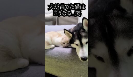 犬が育てた猫は犬に甘えまくる#猫