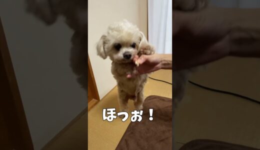 ママさんと立ち上がって遊ぶ犬【関西弁でしゃべる犬】#358 Dog standing up and playing with mom 【Dog talking 】 #shorts