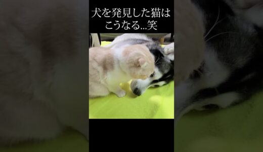 犬を発見した時の猫の反応がかわいすぎる...#shorts