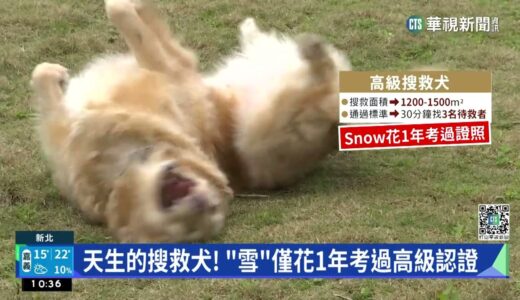 萌翻！　搜救犬「雪」光榮退役　開放民眾領養｜華視新聞 20230224