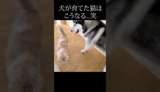 犬と猫の毎日の日課がかわいすぎる#猫