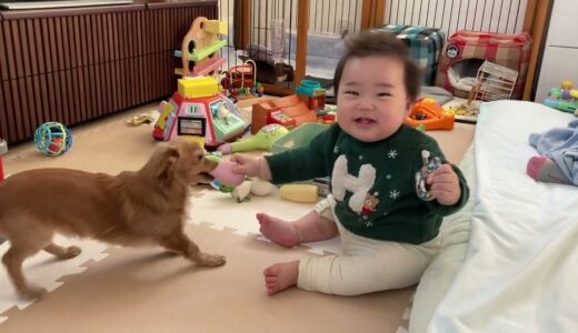 犬が相手をしてくれて嬉しくてしょうがない様子【生後8ヶ月】