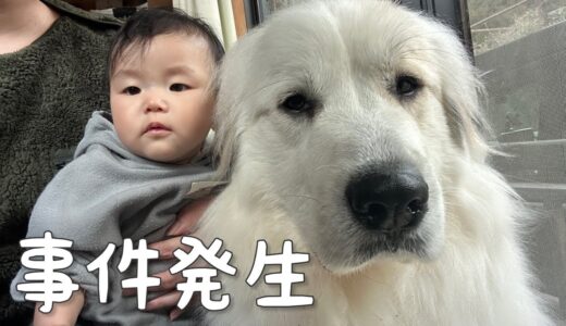 【ついに...】超大型犬が生後7ヶ月の妹を初めて泣かせてしまいました｜グレートピレニーズ